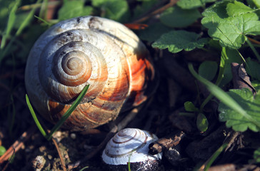 SNAIL