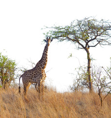 Closeup of Masai Giraffe (scientific name: Giraffa camelopardalis tippelskirchi or 