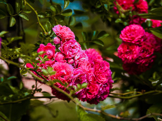 Fototapeta premium Roses
