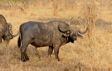 Obraz premium Closeup of Buffalo (scientific name: Syncerus caffer or 