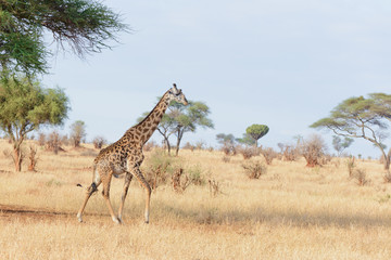 Closeup of Masai Giraffe (scientific name: Giraffa camelopardalis tippelskirchi or 
