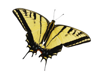 The two-tailed swallowtail butterfly, Papilio multicaudata, isolated on white background. The largest of North American tiger sawllowtails. This butterfly actually has 3 tailes on each wing