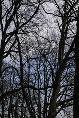 Into the forest i go