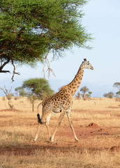 Closeup of Masai Giraffe (scientific name: Giraffa camelopardalis tippelskirchi or 