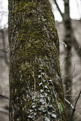 Fototapeta premium Into the forest i go