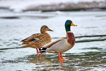 The mallard. The mallard (Anas platyrhynchos) is a dabbling duck that breeds throughout the temperate and subtropical Americas, Eurasia, and North Africa.