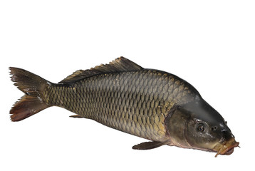 carp fish Isolated on white background