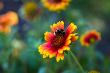 pollination by bees colorful flowers Gaillardia in the garden