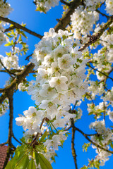 A branch with white cherry blossoms.