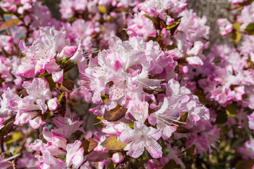 A close-up of the blossoms of a Rhododendron obtusum 'Kermesina Rose'.