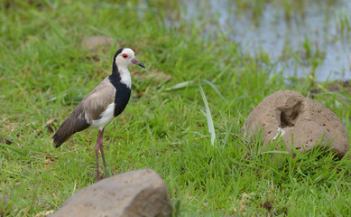 Long-toed Lapwing (Vanellus spinosus or Vanellus crassirostris) in Lake Manyara National Park