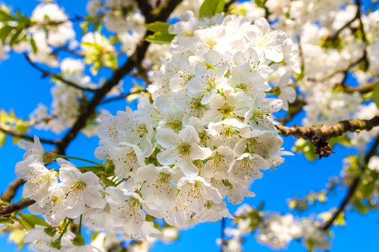 Close up of white cherry blossoms.