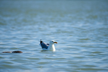Seagull swimming on the sea. Seagulls are seabirds of the family Laridae in the suborder Lari.