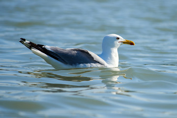 Seagull swimming on the sea. Seagulls are seabirds of the family Laridae in the suborder Lari.