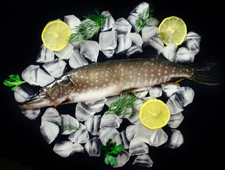 Fresh pike fish on ice on a black table top view. Wooden rustic background. Top view.
