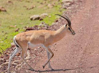 Closeup of Grant's Gazelle (scientific name: Gazella granti, robertsi or 