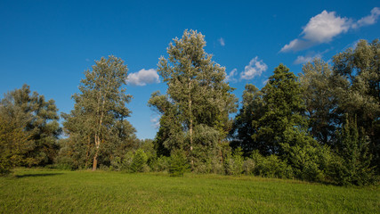 green trees on a meadow and a forest background.