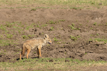 Closeup of Golden Jackel (scientific name: canis aureus, or 