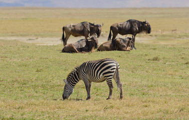 Fototapeta na wymiar Closeup of Burchell's Zebra image taken on Safari in the Serengeti/Tarangire, Lake Manyara, Ngorogoro National park, Tanzania
