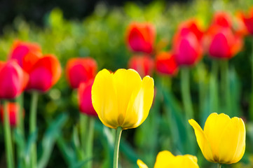 Obraz premium colorful tulips in early spring in the garden