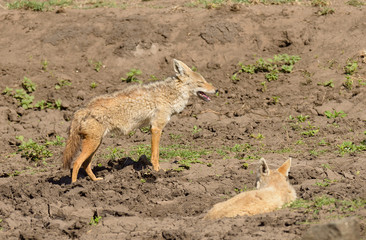 Close-up of pair of Golden Jackel (scientific name: canis aureus, or 