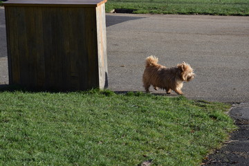 Fototapeta premium little dog on a walk by humself