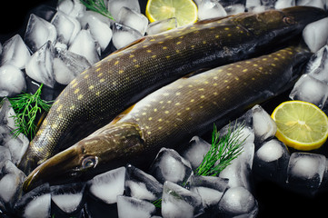Fresh pike fish on ice on a black table top view. Wooden rustic background. Top view.