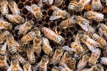 Bienen mit Königin