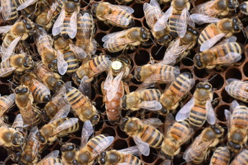 Bienen mit Königin Buckfast