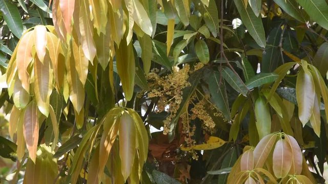 New leaves of  Mango Fruits from South India