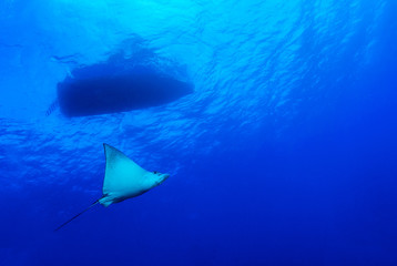 A blue spotted eagle ray can be seen gliding through the water beneath a scuba dive boat. These gracefull creatures enjoy the tropical water of the Caribbean sea.