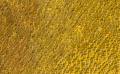 Background with an abstract wavy texture of various shades of yellow.