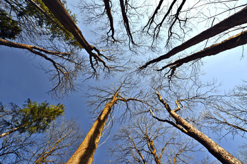 Trees view from below into the sky