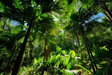 beautiful tropical forest of seychelles - 195878492