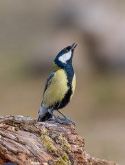 Cute  Great tit (Parus major) bird in yellow black color sitting on tree branch