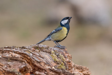 Cute  Great tit (Parus major) bird in yellow black color sitting on tree branch