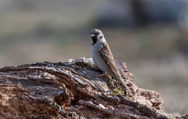 House Sparrow Passer domesticus in natural background