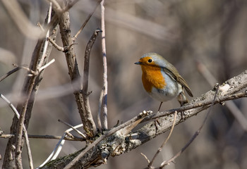 Fototapeta premium European robin tweeting on a tree branch in garden.