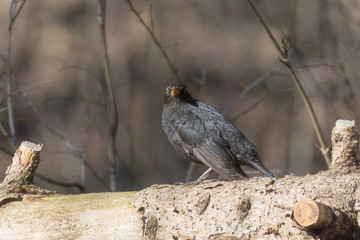 Blackbird sitting on the tree in the park. The male Blackbird in spring plumage