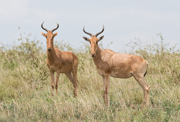 Closeup of Coke's Hartebeest (scientific name: Connochaetes taurinus or 