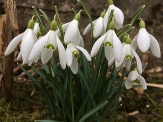 Fototapeta premium Schneeglöckchen blühen im Garten vor einer Mauer