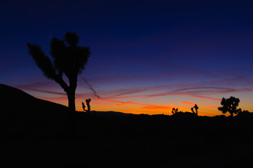 Sunset in the Joshua National forest with silhouettes of the joshua trees