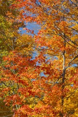 Bright Fall Colors