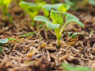 Young green seedling plant in garden.