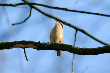 Kleiber (Sitta europaea)
