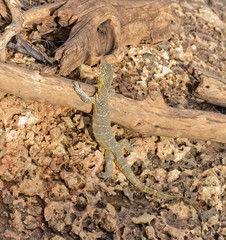 Nile monitor