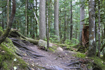 Forest of Deception Pass State Park in Washington State