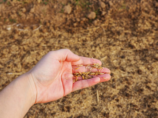 Close-up of hand holding bran, preparing soil for new seedling.