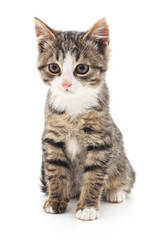 Little beautiful kitten.