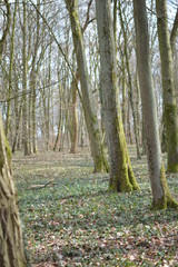 Wald